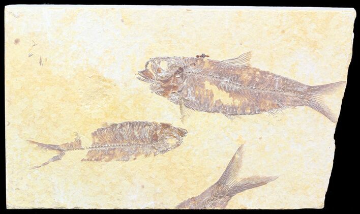 Multiple Knightia Fossil Fish Plate - x #42385